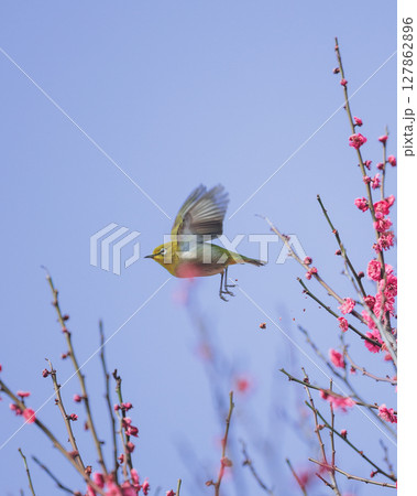 梅の木から飛び立つ春の訪れをつげるメジロ 127862896