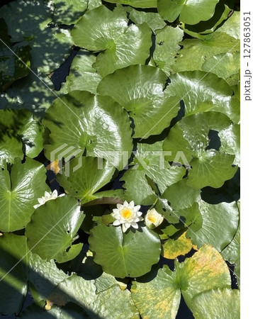 蓮池に咲く睡蓮の花 127863051