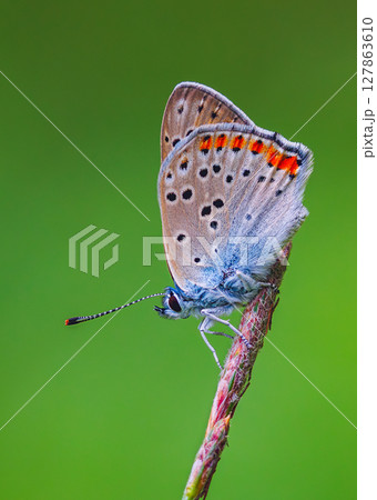 Butterfly Gracefully Perched on a Beautiful Stem. Purple-edged copper - Lycaena hippothoe Butterfly Gracefully Perched on a Beautiful Stem. Purple-edged copper - Lycaena hippothoe 127863610