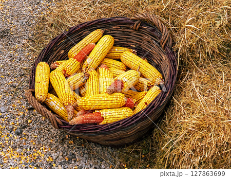 Raw corn cobs pile in basket 127863699
