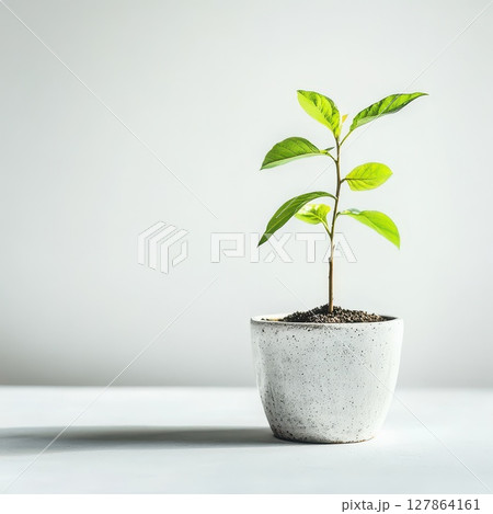 Young green plant growing in a white pot indoors 127864161