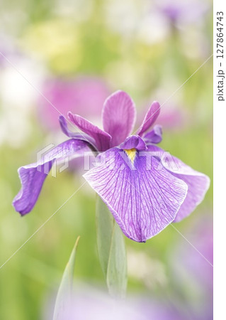 美しい紫の花菖蒲 ふんわり背景 美しい紫の花菖蒲 ふんわり背景 127864743