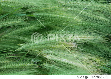 Wild barley grass textured background 127865258