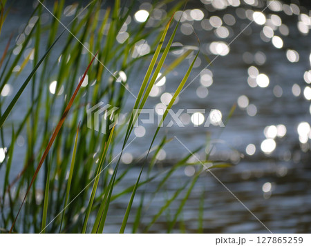 Grass at the background of blurred water Grass at the background of blurred water 127865259