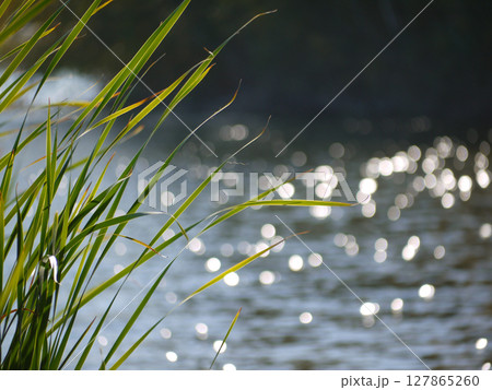 Grass at the background of blurred water Grass at the background of blurred water 127865260