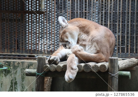 ピューマの毛づくろい 127865536
