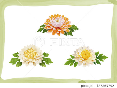 菊の花_素材 127865792