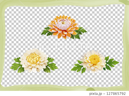 菊の花_素材 127865792