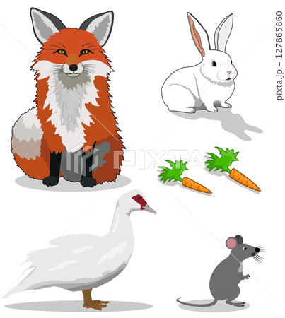 Vector set of cartoon animal characters. Orange fox, white rabbit, gray mouse, muscovy duck and a 127865860