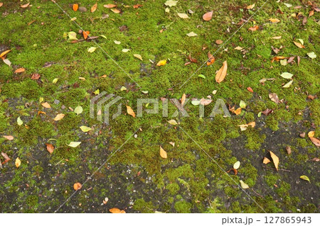 苔と落ち葉　晩秋の地面　散策路 127865943
