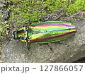 縁起の良い玉虫 縁起の良い玉虫 127866057