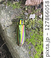 縁起の良い玉虫 縁起の良い玉虫 127866058