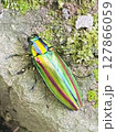 縁起の良い玉虫 縁起の良い玉虫 127866059