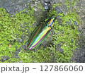 縁起の良い玉虫 縁起の良い玉虫 127866060