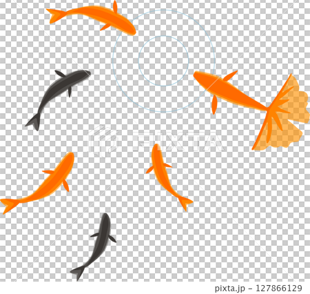 水面に集まる金魚の水彩風イラスト 水面に集まる金魚の水彩風イラスト 127866129