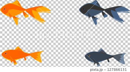 横から見た金魚のイラスト素材セット 横から見た金魚のイラスト素材セット 127866131