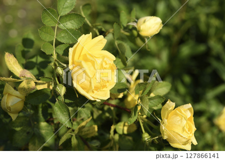 A yellow rose bush. Beautiful rosehip flowers. 127866141