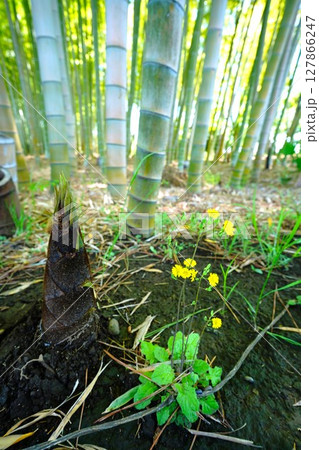 タケノコとオニタビラコの花 127866247