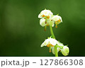 初夏の白い花　イチヤクソウ 127866308