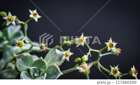 Beautiful mother of pearl or ghost plant succulent flowers with black background. Close up of cactus flower. Field of depth and blur is done intentionally 127866500