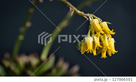 Beautiful mother of pearl or ghost plant succulent flowers with black background. Close up of cactus flower. Field of depth and blur is done intentionally 127866501