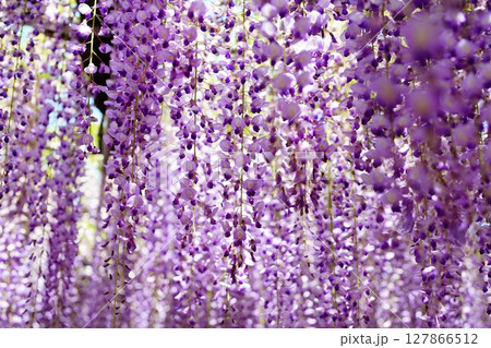 大藤 大藤 127866512