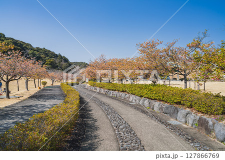 御前崎市のあらさわふる里公園の河津桜の風景(静岡県) 御前崎市のあらさわふる里公園の河津桜の風景(静岡県) 127866769
