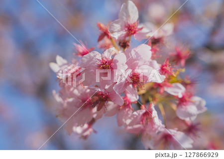 青空を背景にした花 青空を背景にした花 127866929