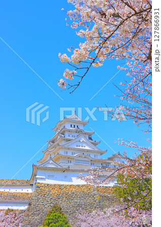 兵庫県姫路市、満開の桜と姫路城の風景 127866931