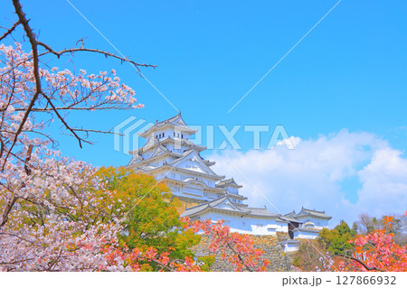 兵庫県姫路市、満開の桜と姫路城の風景 兵庫県姫路市、満開の桜と姫路城の風景 127866932