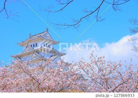 兵庫県姫路市、満開の桜と姫路城の風景 127866933