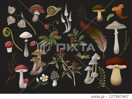 Mushrooms, berries, plants and leaves isolated. Vector. 127867467