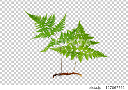 Isolated Fern Plant with Root. Transparent PNG for Botanical Design Green Fern with Root Realistic Plant PNG for Natural Decor 127867761