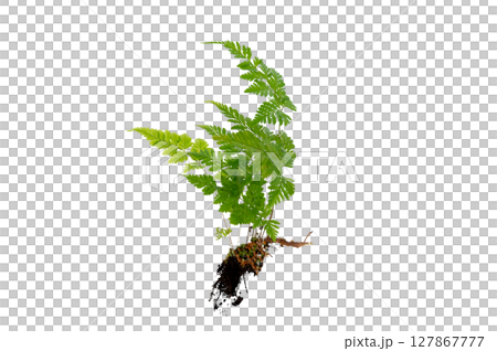 Isolated Fern Plant with Root. Transparent PNG for Botanical Design Green Fern with Root Realistic Plant PNG for Natural Decor Isolated Fern Plant with Root. Transparent PNG for Botanical Design Green Fern with Root Realistic Plant PNG for Natural Decor 127867777