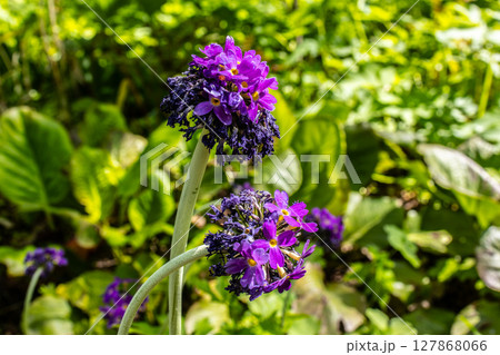 purple flowers in the garden 127868066