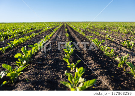 Rows of sugar beet seedlings thrive in fertile soil, reaching for sunlight in an expansive field during daytime 127868259