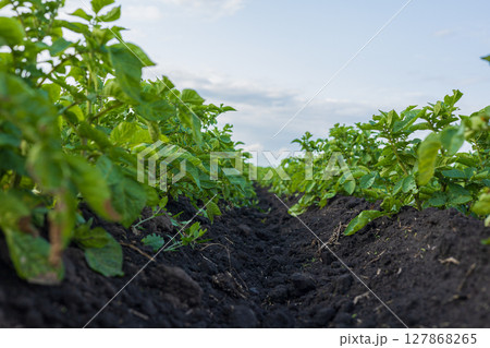 Healthy potato plants flourish in fertile soil under a clear blue sky, showcasing the agricultural beauty of the countryside 127868265