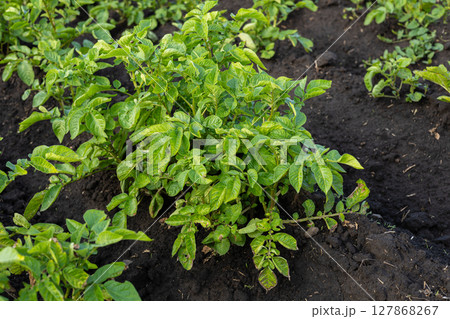 Lush potato plants thrive in dark, fertile soil under clear skies, illustrating the vitality of agricultural practices Lush potato plants thrive in dark, fertile soil under clear skies, illustrating the vitality of agricultural practices 127868267