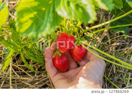 A hand reaches under a strawberry plant, gently holding several ripe and juicy strawberries ready for collection in a sunlit garden 127868269