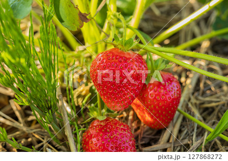 Juicy strawberries ripen on the vine, showcasing vibrant red color in a sunny garden, ready for harvest and enjoyment 127868272