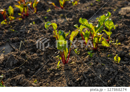 Beetroot plants are emerging from dark, fertile soil and basking in warm sunlight on a local farm during late spring 127868274