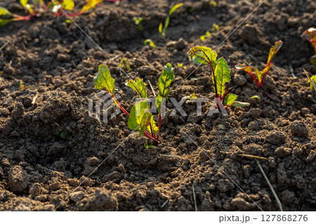 Young beetroot plants emerge from fertile soil, basking in sunlight on a sunny day. The vibrant greens contrast with the earth Young beetroot plants emerge from fertile soil, basking in sunlight on a sunny day. The vibrant greens contrast with the earth 127868276