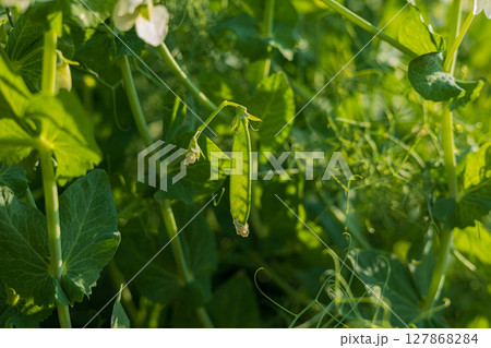 A vibrant green pea pod is seen nestled among leafy vines in a sunlit garden, showcasing the beauty of nature's bounty 127868284