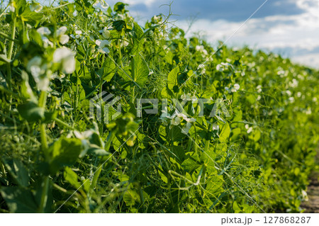 In a thriving field, green pea plants grow strong with white flowers amidst bright green foliage under a clear sky, indicating fruitful development In a thriving field, green pea plants grow strong with white flowers amidst bright green foliage under a clear sky, indicating fruitful development 127868287