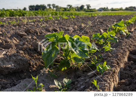 Green pumpkin plants grow vigorously in a field with rich soil under bright sunlight on a clear day in spring 127868289