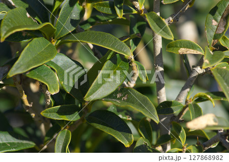 初冬のキンモクセイの葉 127868982
