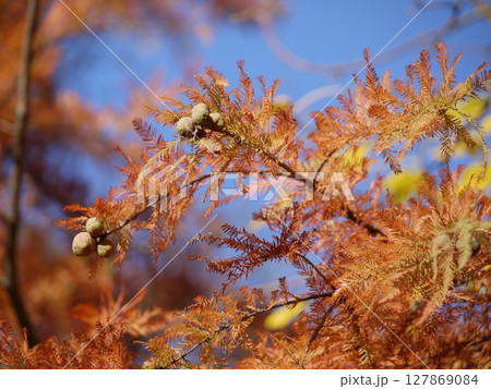 Taxodium distichum in autumn. Yellow and orange leaves at the sky background 127869084