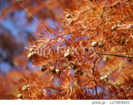 Taxodium distichum in autumn. Yellow and orange leaves at the sky background 127869085