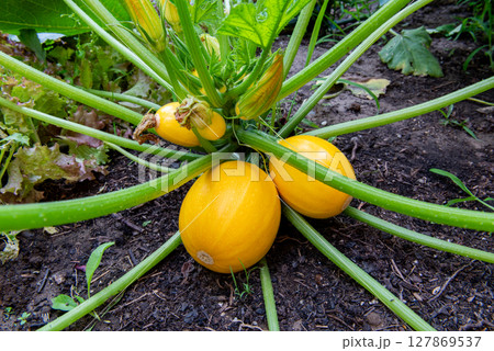 Yellow round zucchini on the bush in garden, closeup. Agricultural concept, cultivated plants 127869537