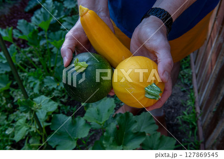 one yellow round, one yellow long and one green round zucchini in hands. 127869545
